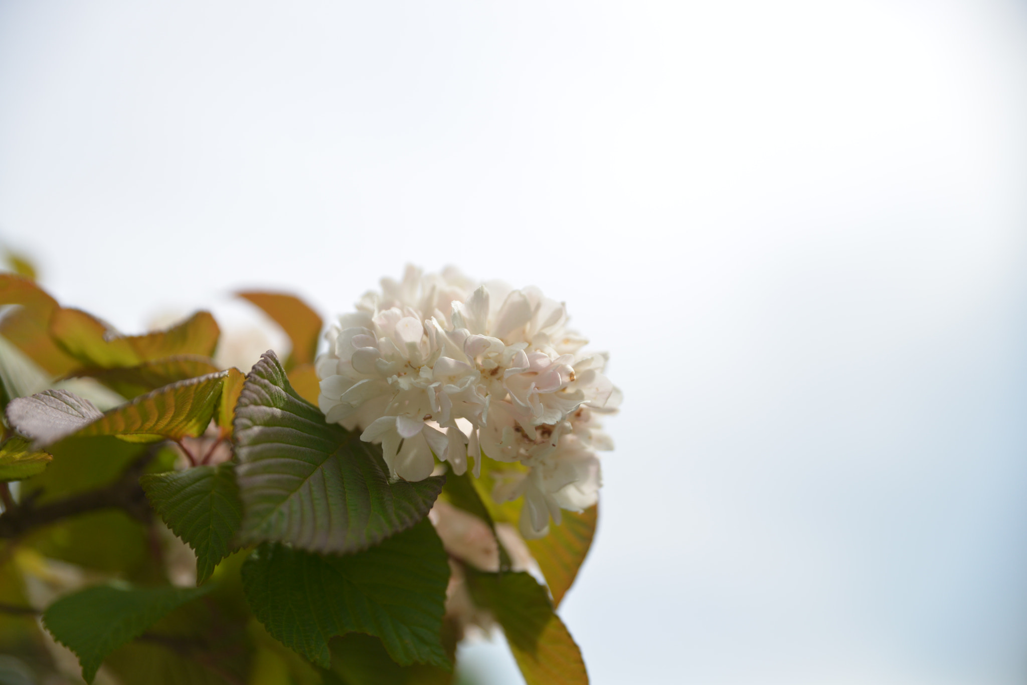Tamron SP 24-70mm F2.8 Di VC USD sample photo. White flower photography