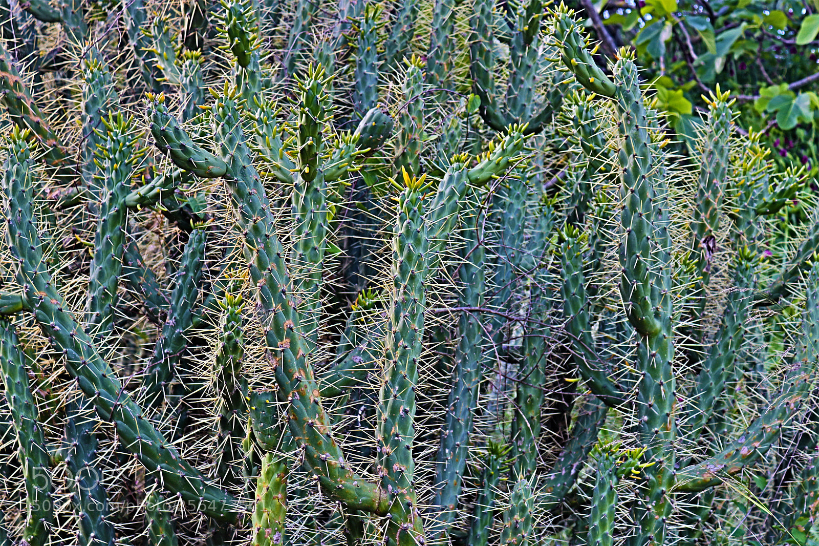 Canon EOS 200D (EOS Rebel SL2 / EOS Kiss X9) sample photo. Cactus photography