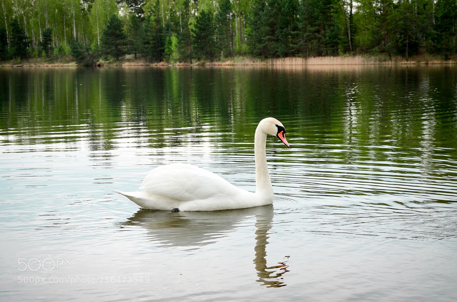 Nikon D5100 sample photo. Swan photography