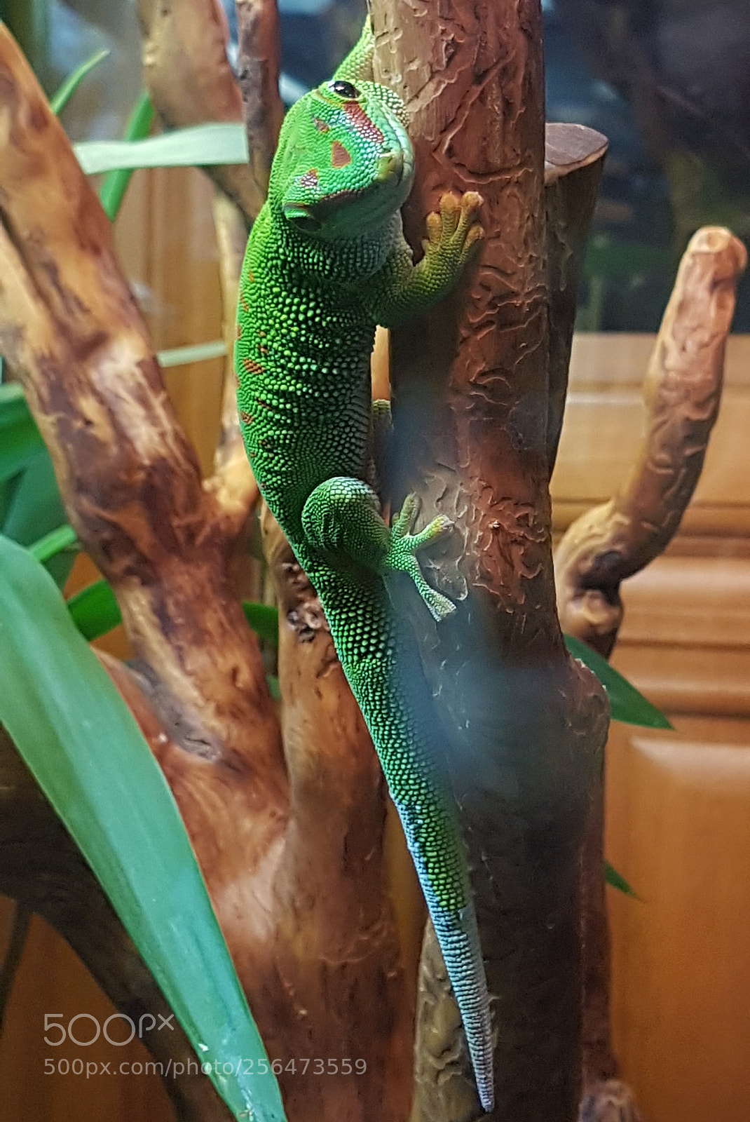 Samsung Galaxy S7 sample photo. Tiere-madagaskar-taggecko-07 photography