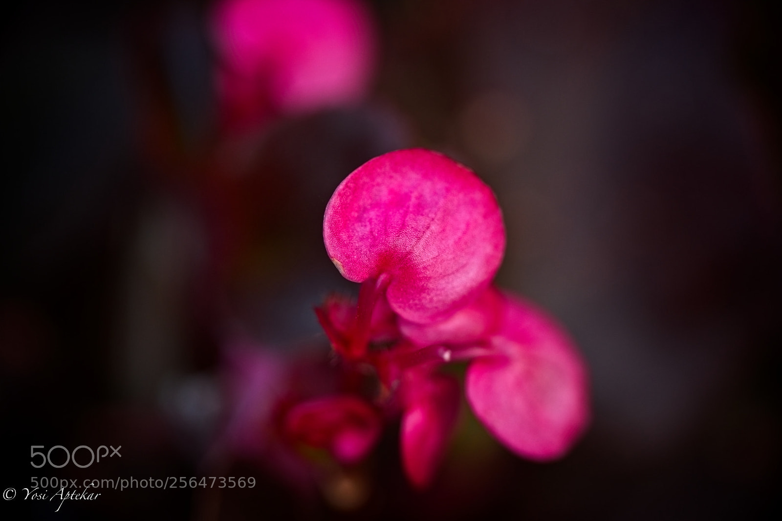 Canon EOS 5D Mark IV sample photo. Qa photography