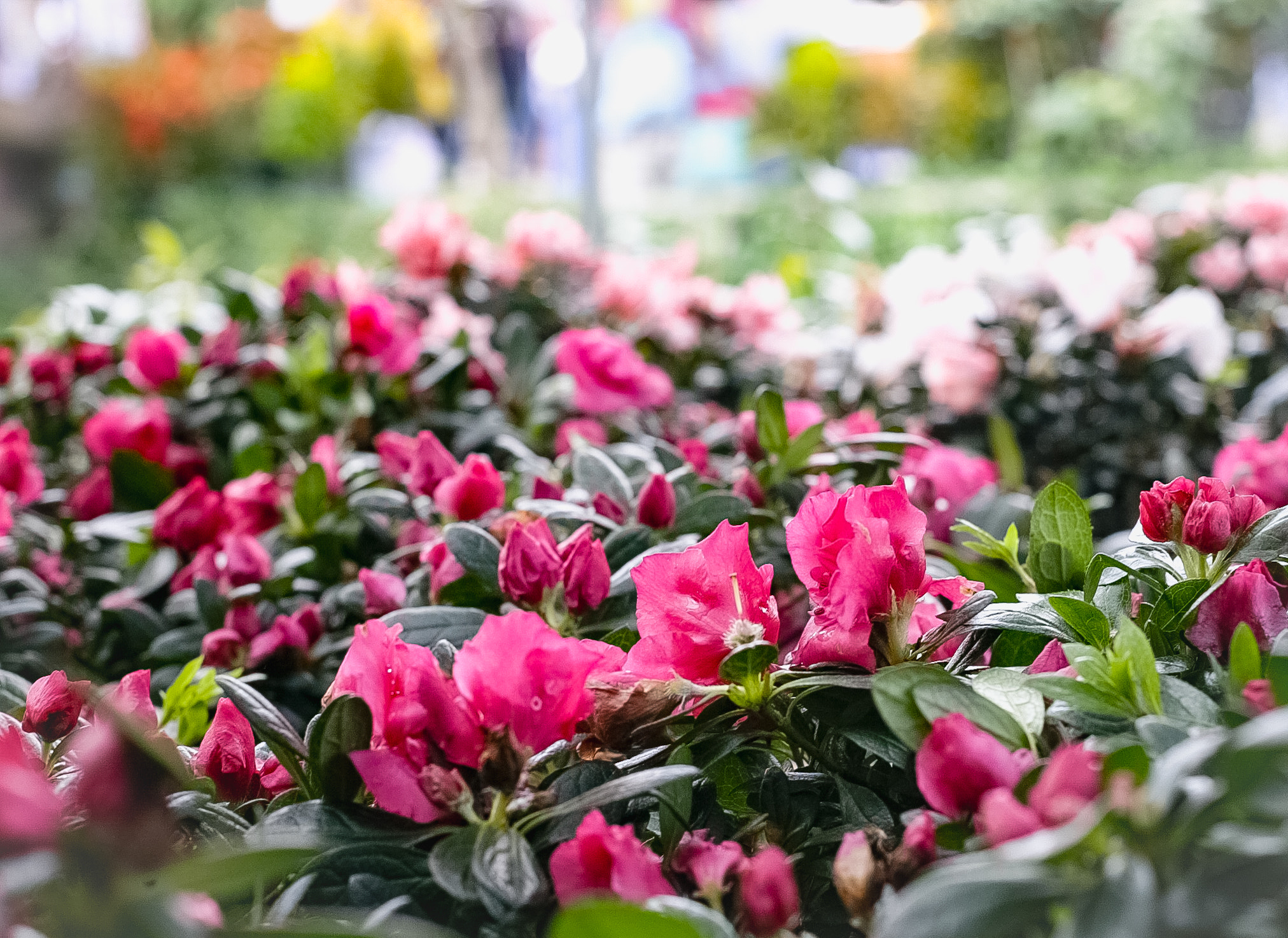 Canon EOS-1D sample photo