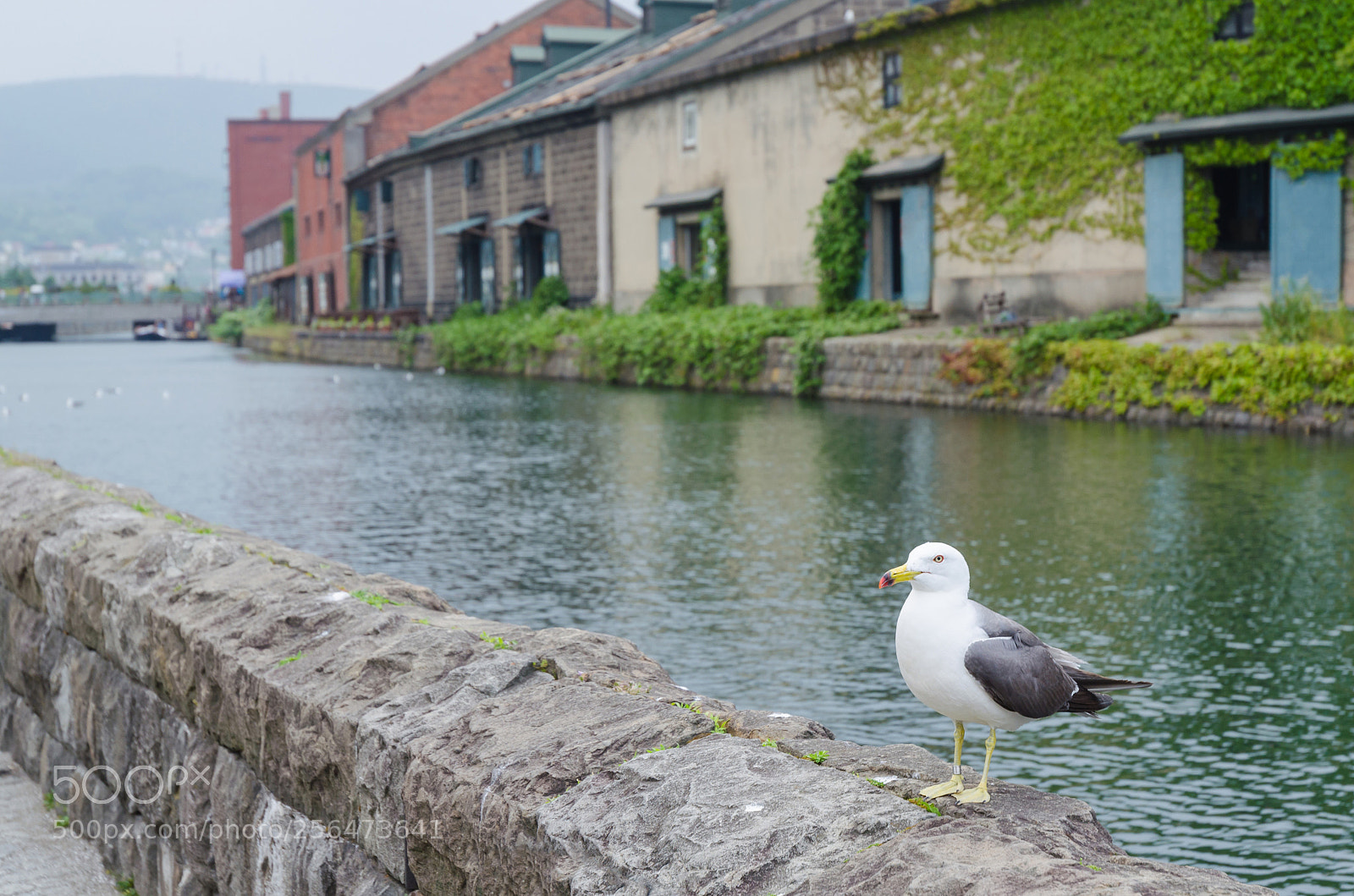 Nikon D5100 sample photo. Otaru canal in summer photography