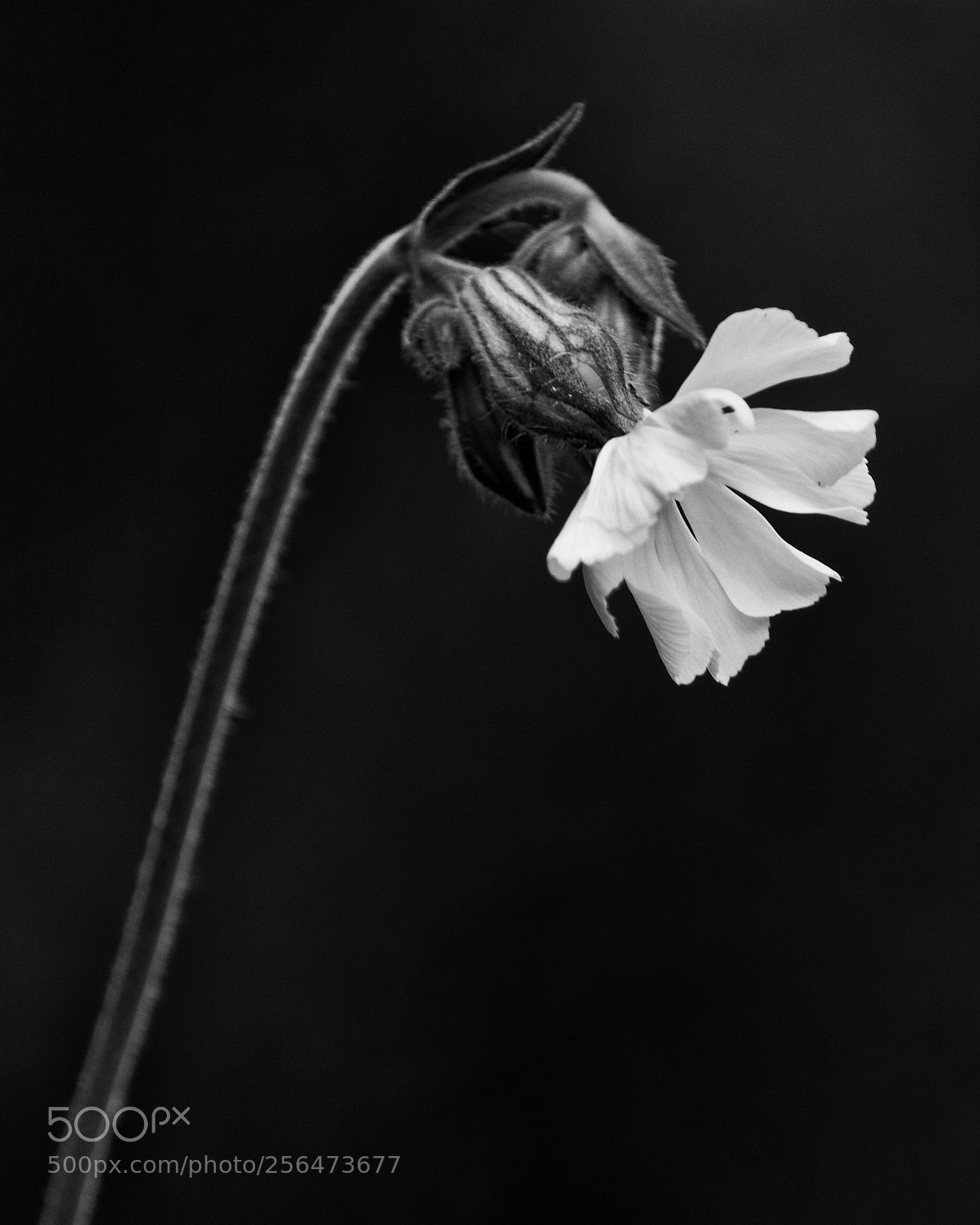 Nikon D3200 sample photo. The beauty of the photography