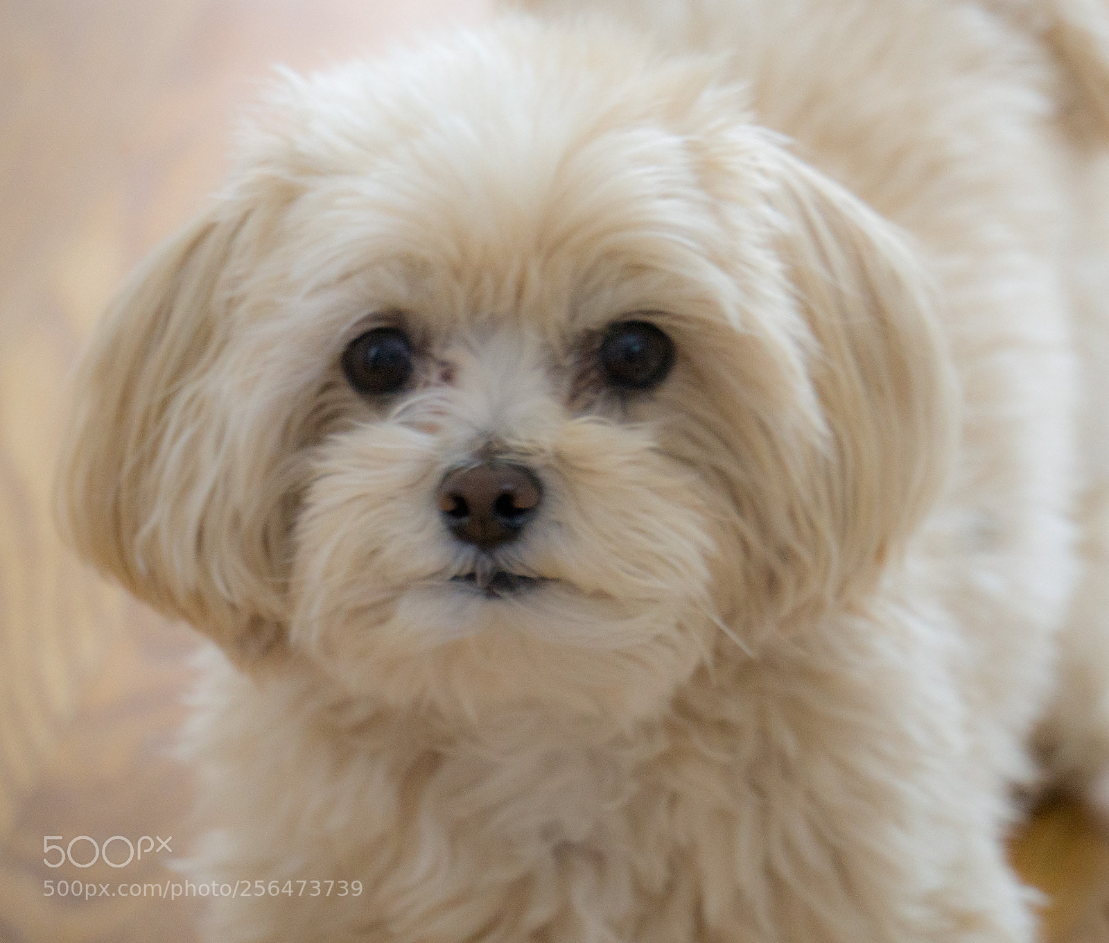 Sony a6000 sample photo. Maltipoo gaze photography