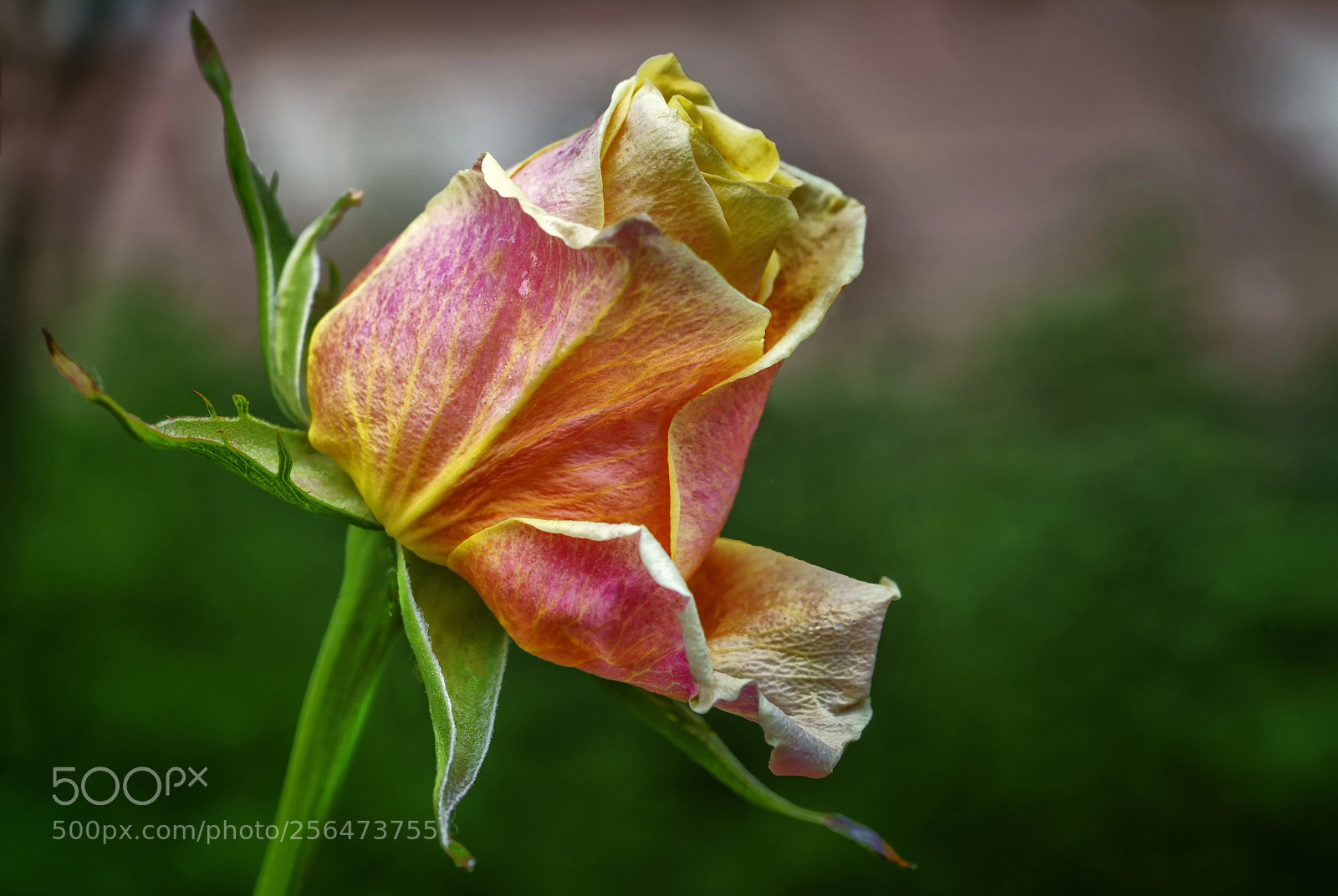 Sony a7R II sample photo. May rose.. photography