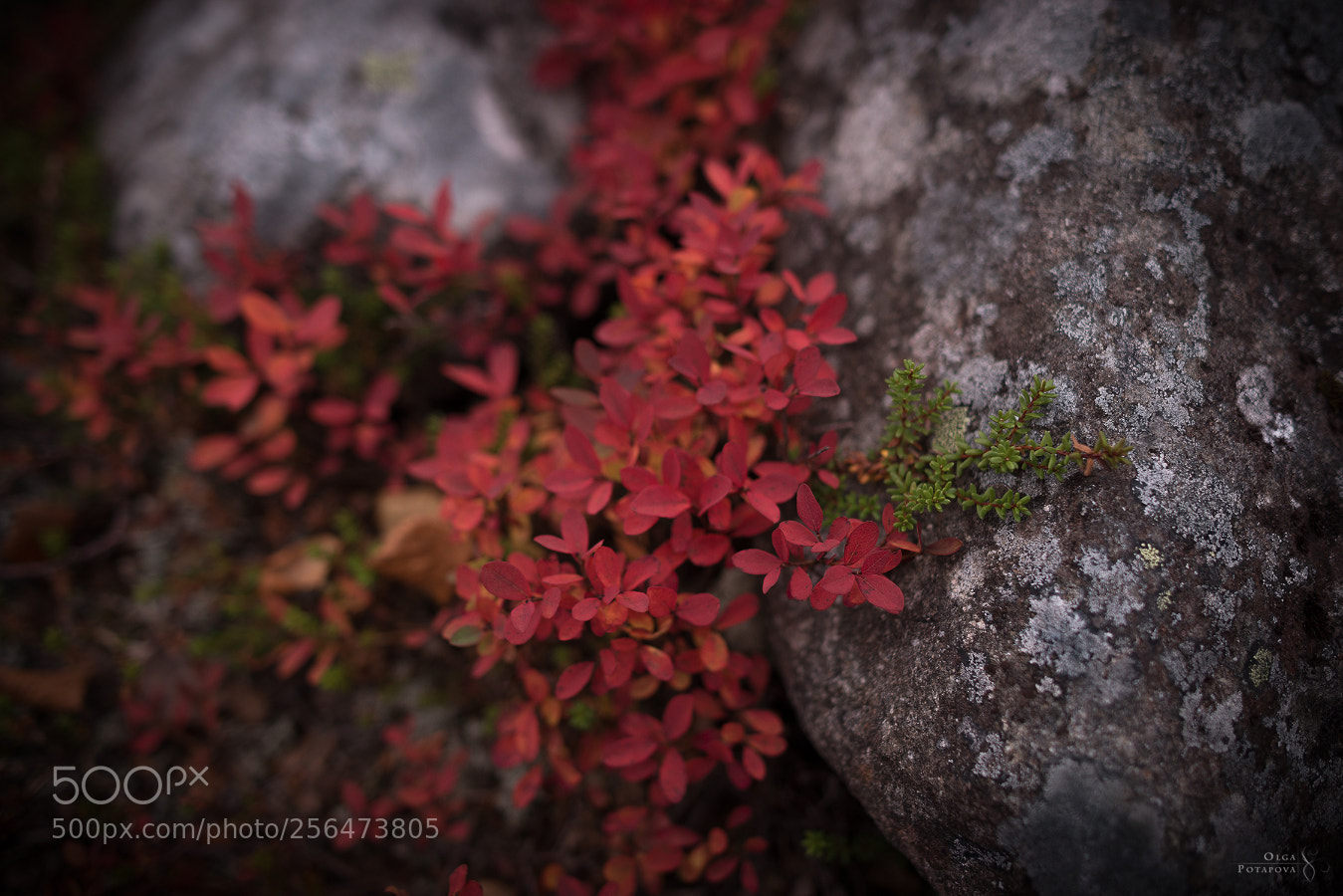 Nikon D800 sample photo. 67°n photography