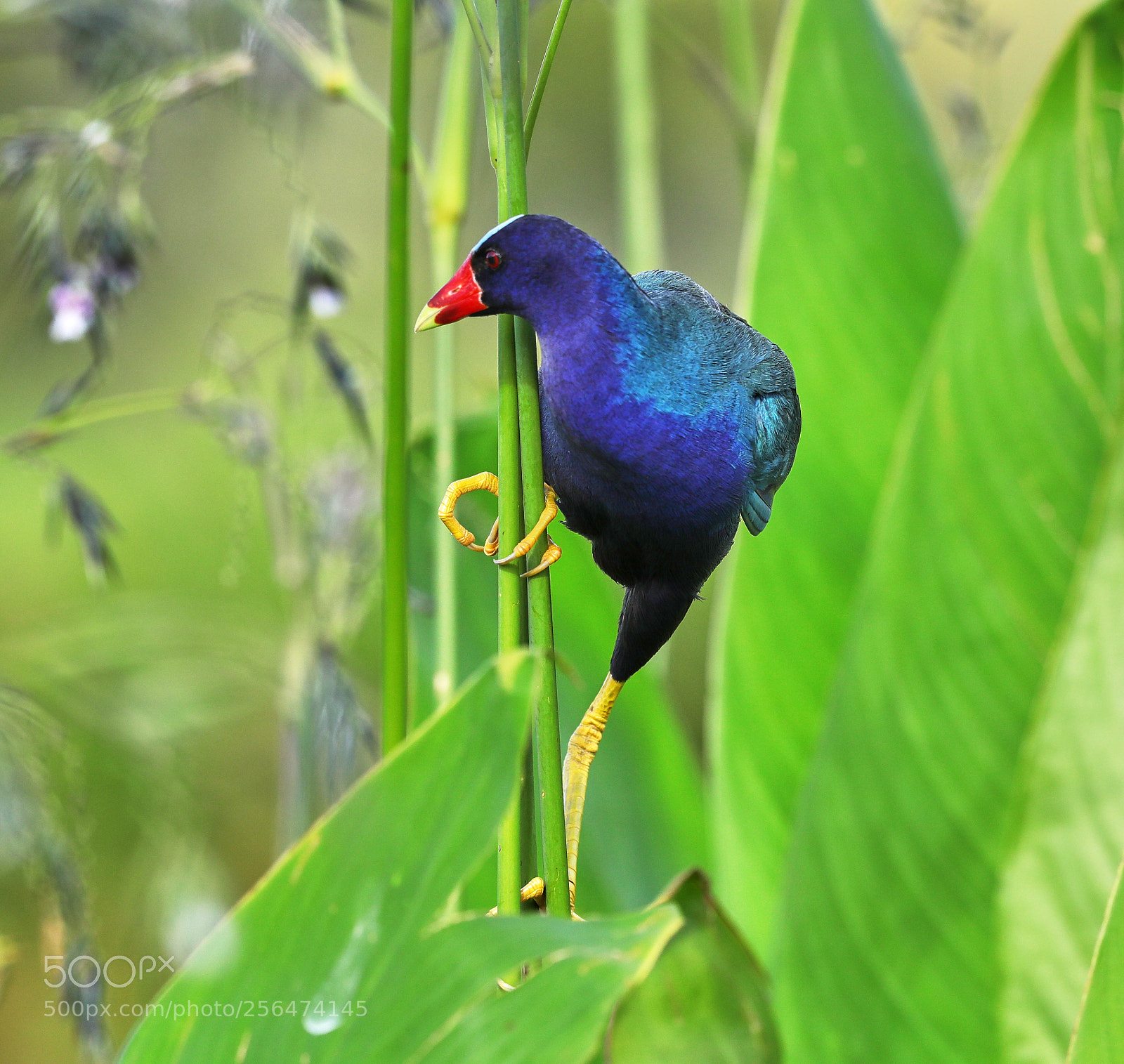 Canon EOS-1D X Mark II sample photo. 05-04-18-0015952.jpg photography