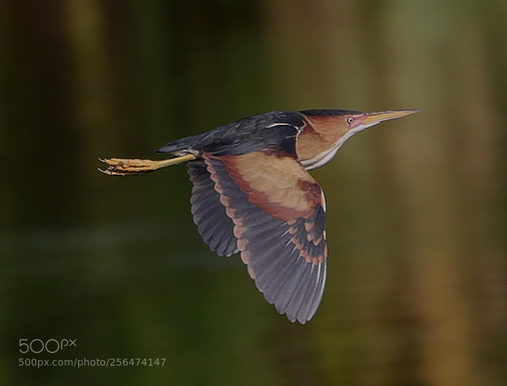 Canon EOS-1D X Mark II sample photo. 05-04-18-0015949.jpg photography
