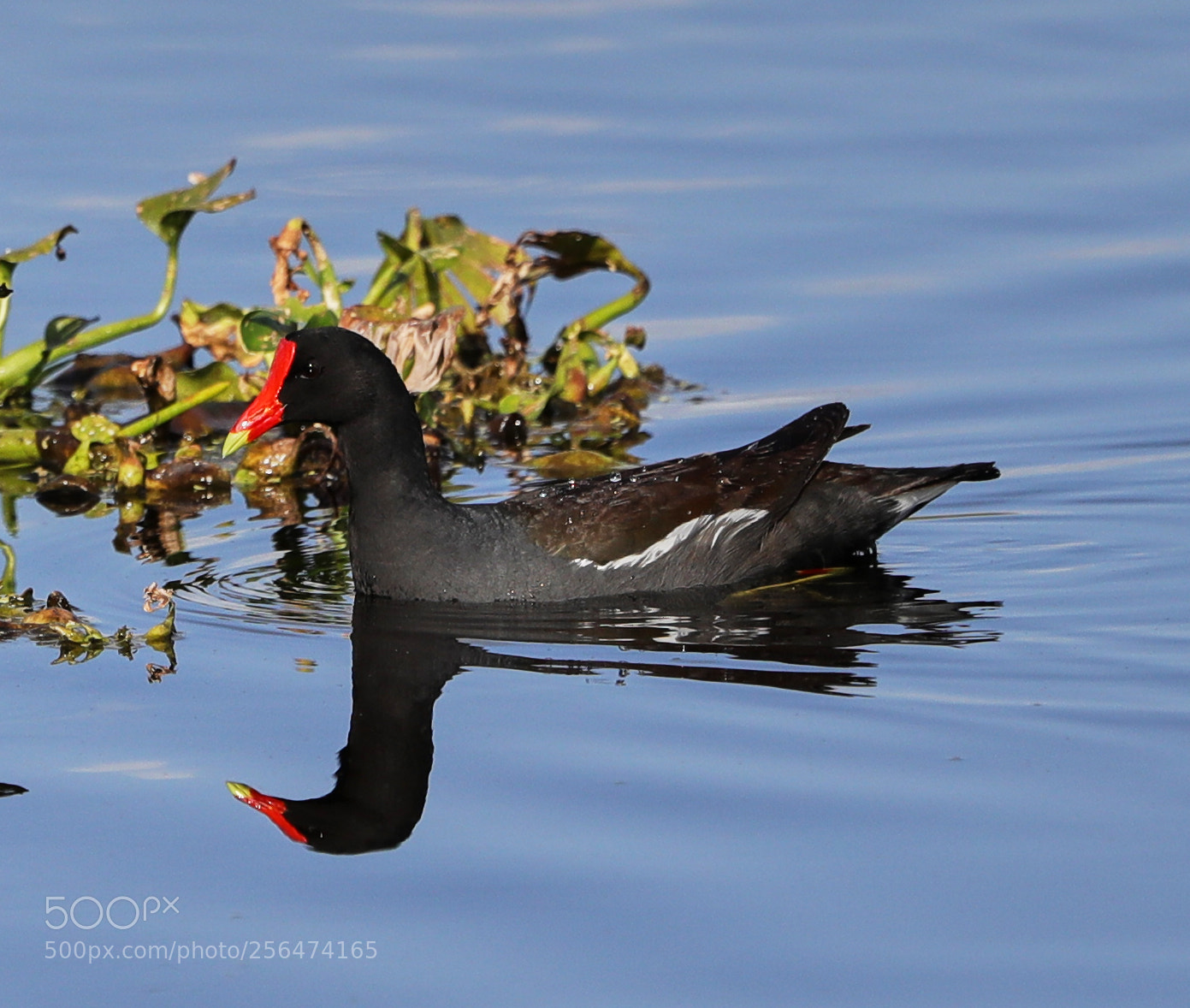 Canon EOS-1D X Mark II sample photo. 05-04-18-0015946.jpg photography