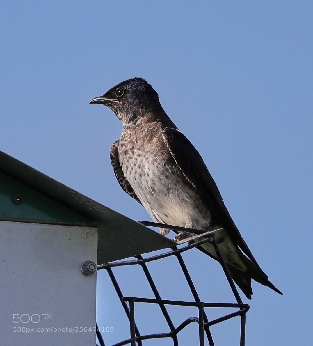 Canon EOS-1D X Mark II sample photo. 05-04-18-0015942.jpg photography
