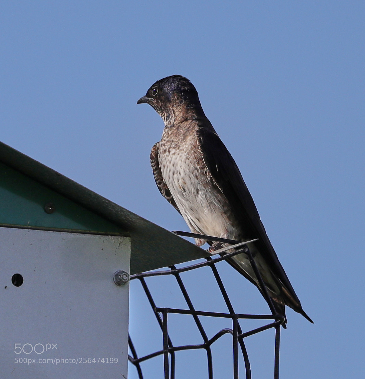 Canon EOS-1D X Mark II sample photo. 05-04-18-0015941.jpg photography