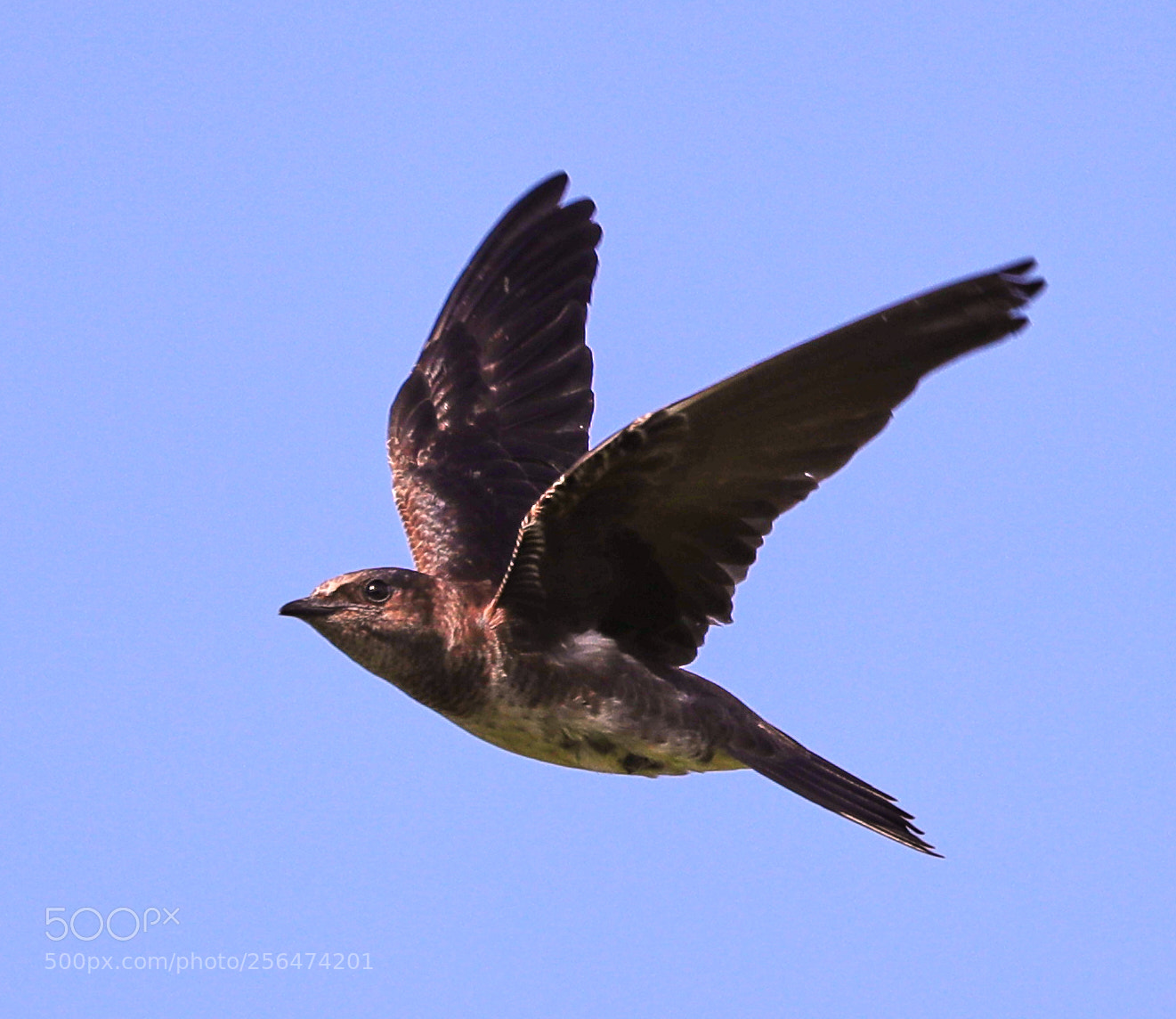 Canon EOS-1D X Mark II sample photo. 05-04-18-0015937.jpg photography