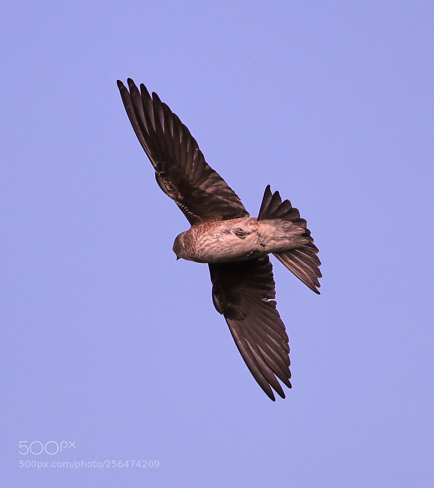 Canon EOS-1D X Mark II sample photo. 05-04-18-0015933.jpg photography