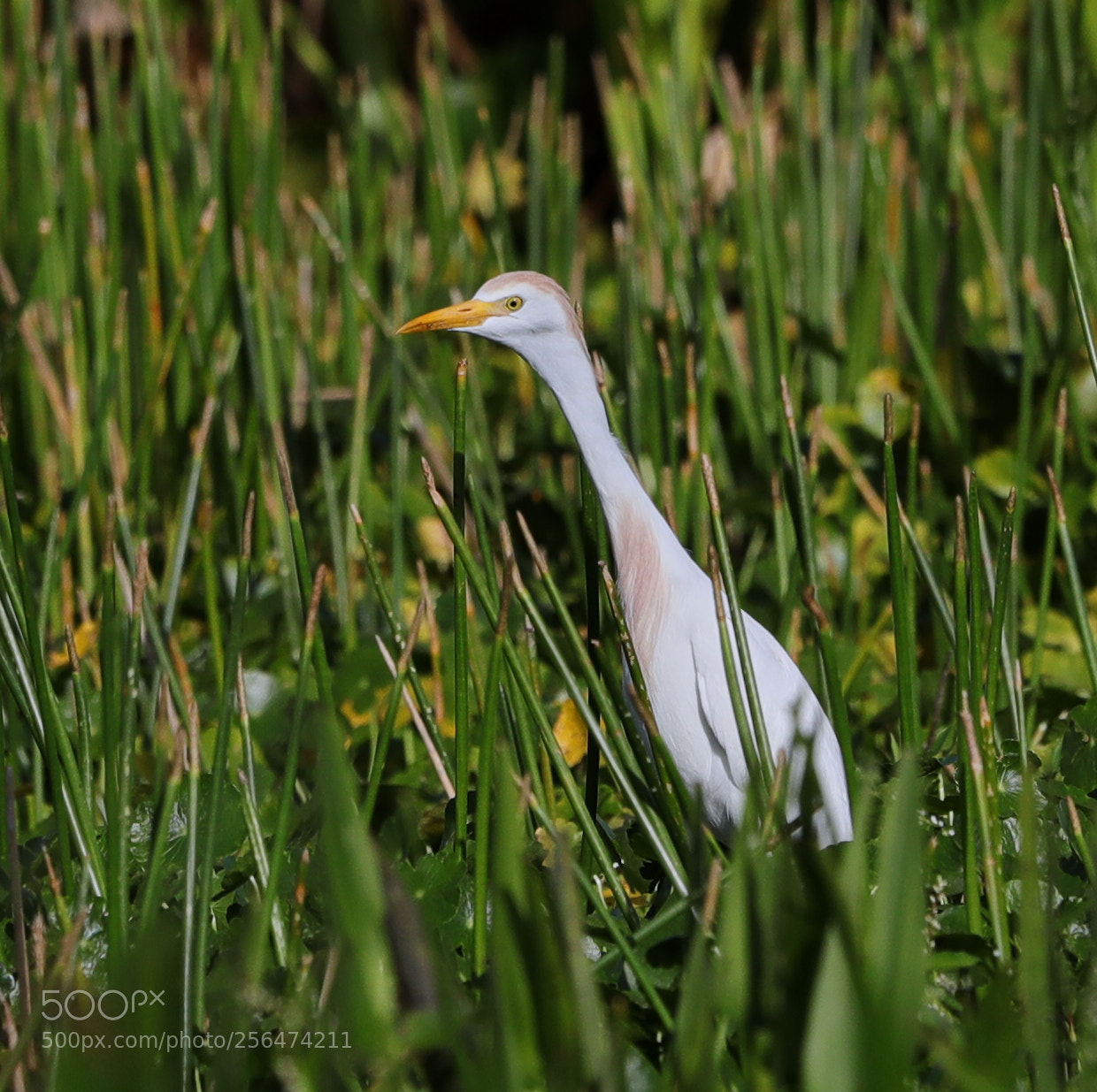Canon EOS-1D X Mark II sample photo. 05-04-18-0015931.jpg photography