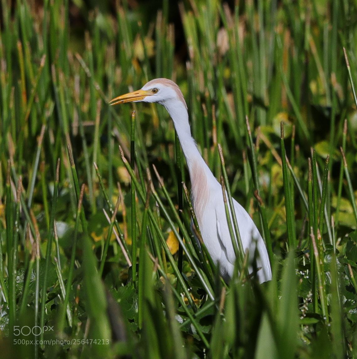 Canon EOS-1D X Mark II sample photo. 05-04-18-0015930.jpg photography