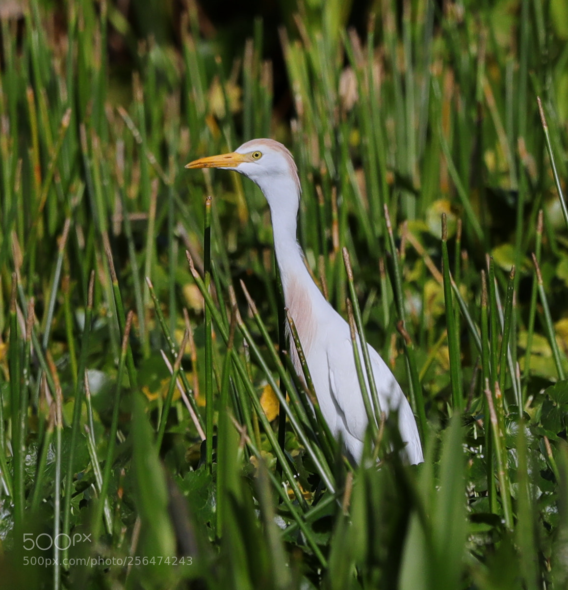 Canon EOS-1D X Mark II sample photo. 05-04-18-0015929.jpg photography