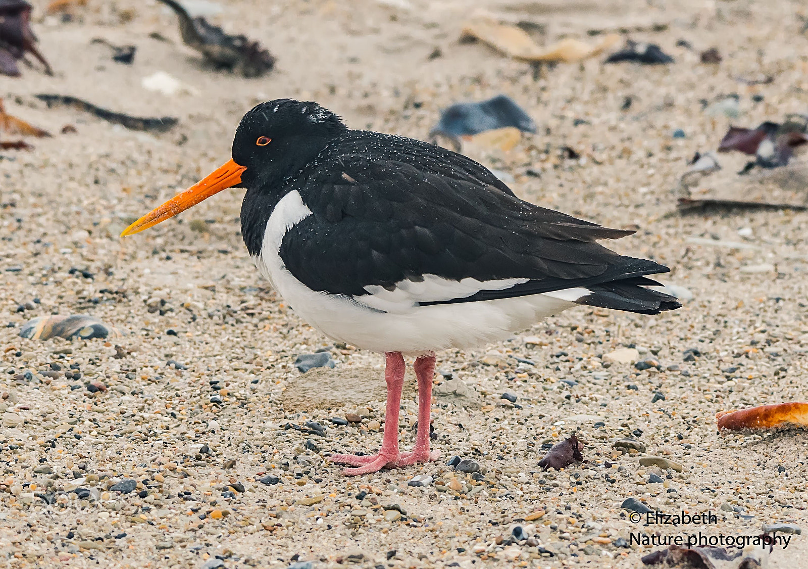 Nikon AF-S Nikkor 200-500mm F5.6E ED VR sample photo. Oystercatcher; wet from rain photography