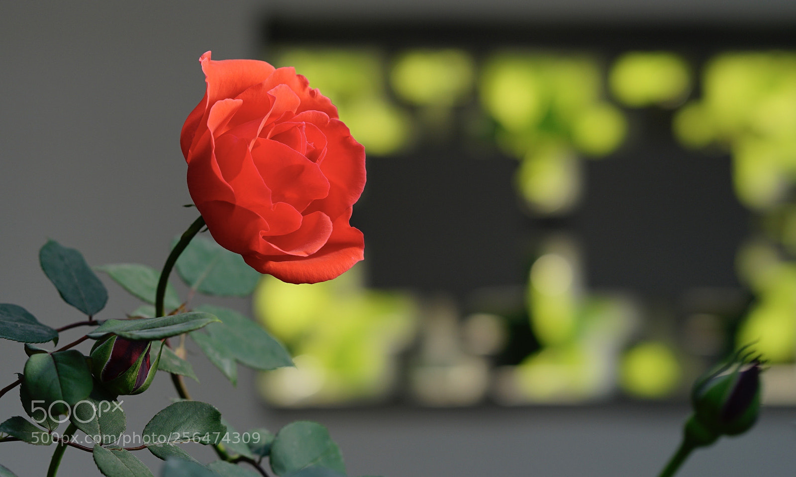 Sony a7 II sample photo. 窗內 photography