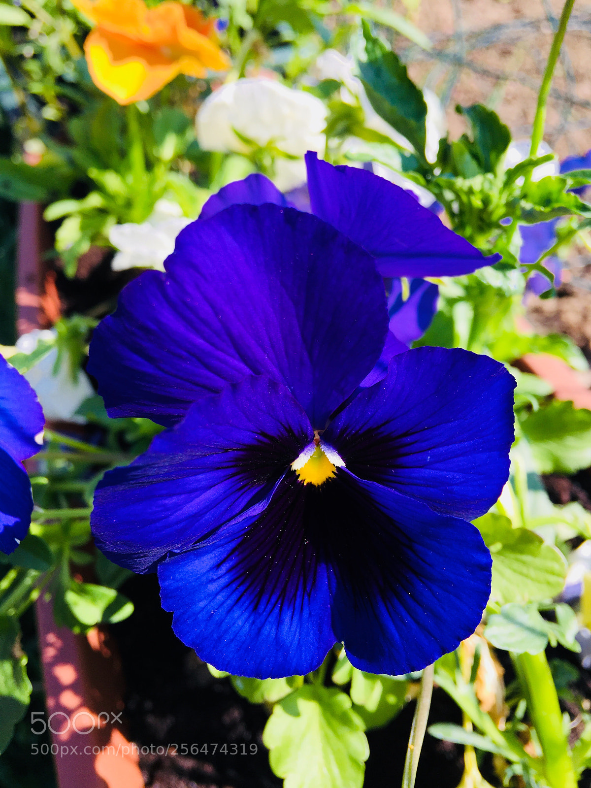 Apple iPhone 6s Plus sample photo. Untitled photography