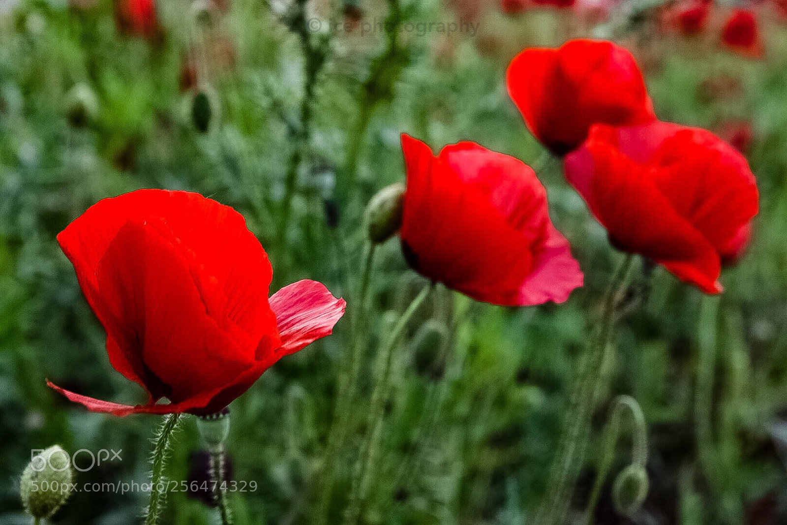 Nikon D7200 sample photo. Red poppy
 photography