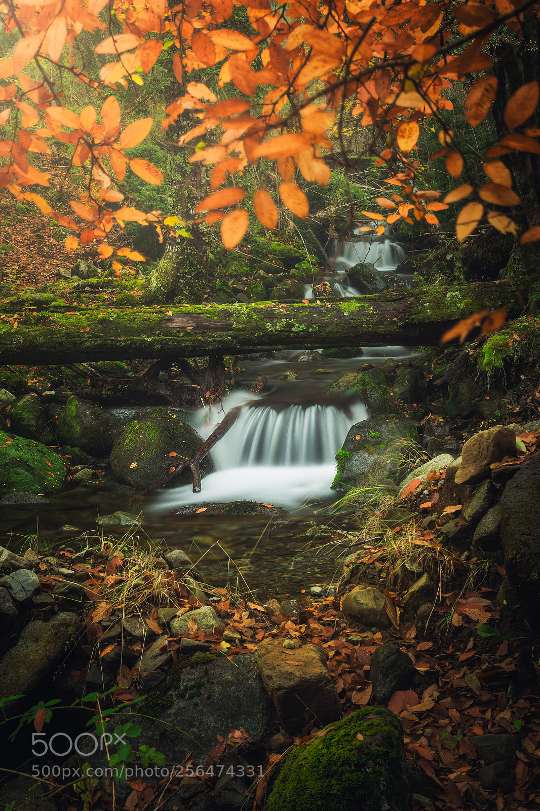Canon EOS 6D sample photo. Autumn environment photography
