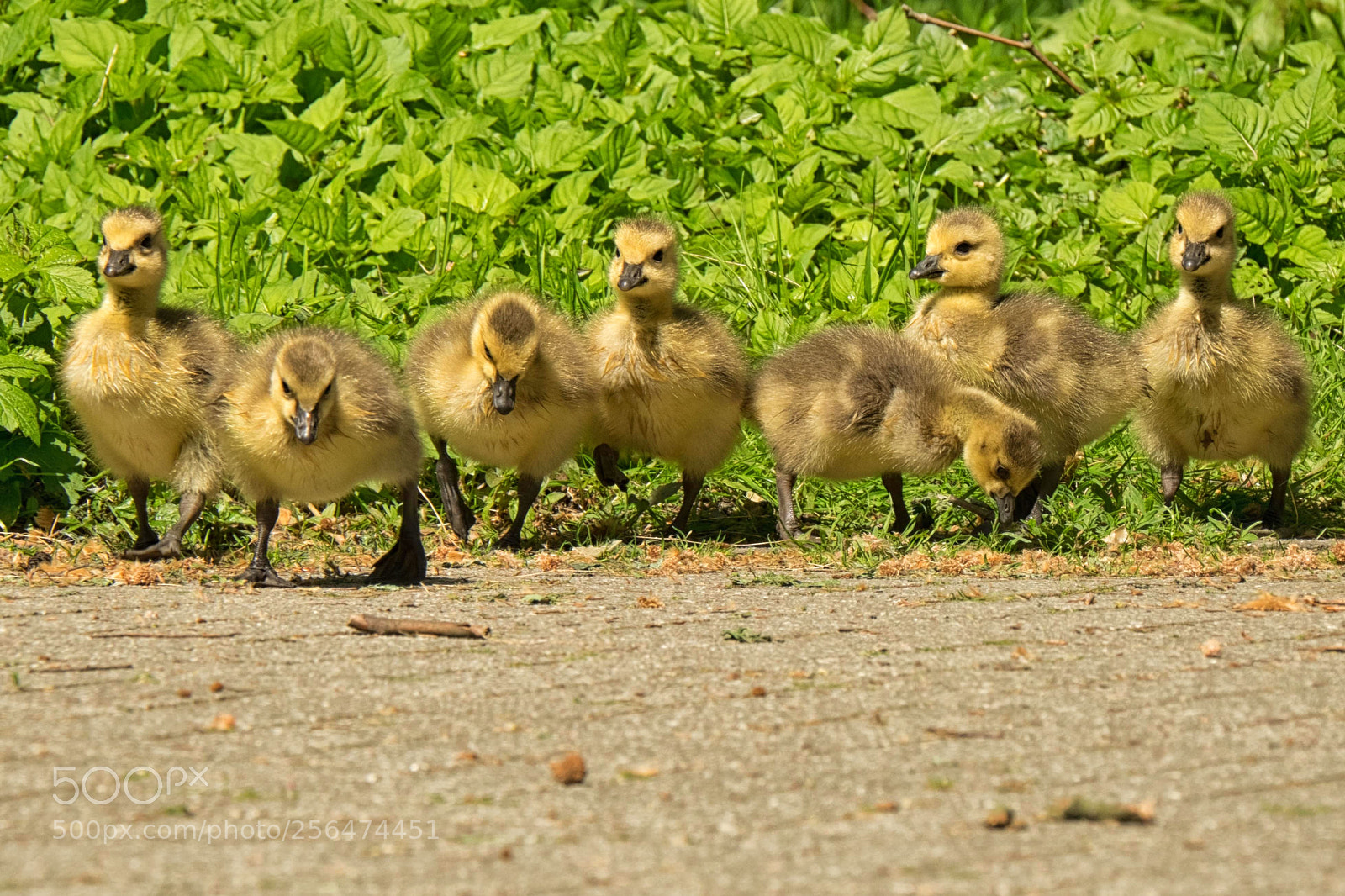 Fujifilm X-T1 sample photo. 7 auf einen streich photography