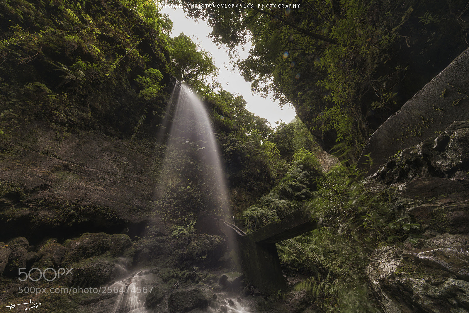 Nikon D810 sample photo. Los tilos (la palma) photography