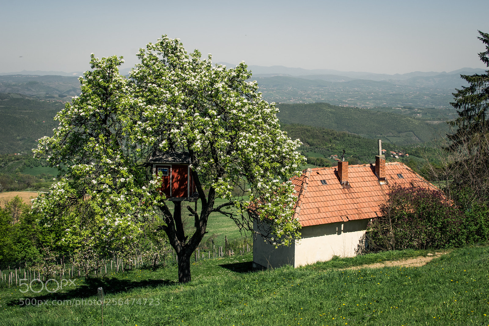 Nikon D3300 sample photo. Tree house photography
