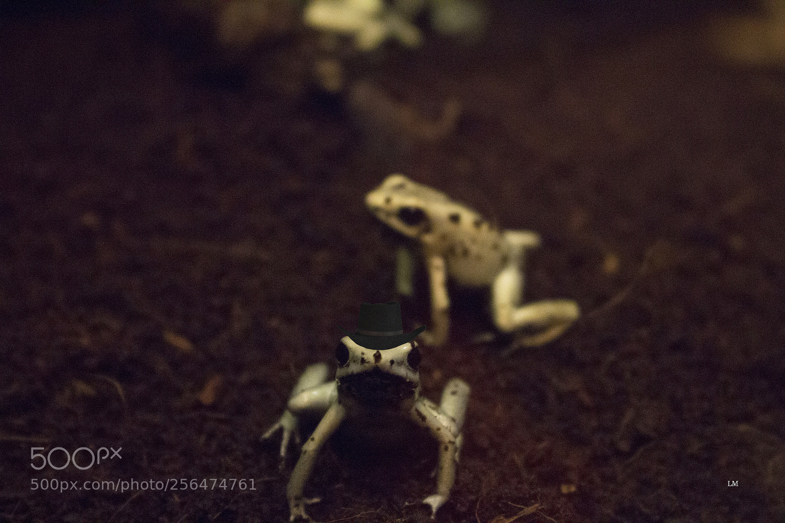 Canon EOS 700D (EOS Rebel T5i / EOS Kiss X7i) sample photo. Agent frog photography