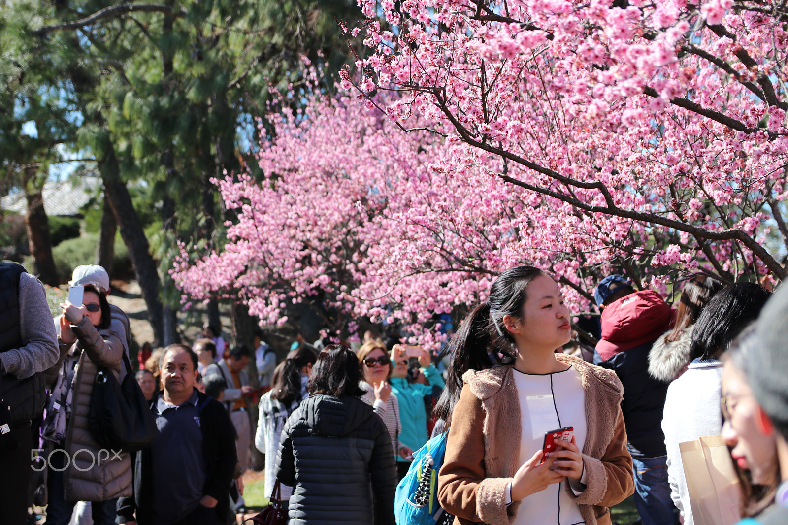 Canon EF-S 17-55mm F2.8 IS USM sample photo. Hanami photography