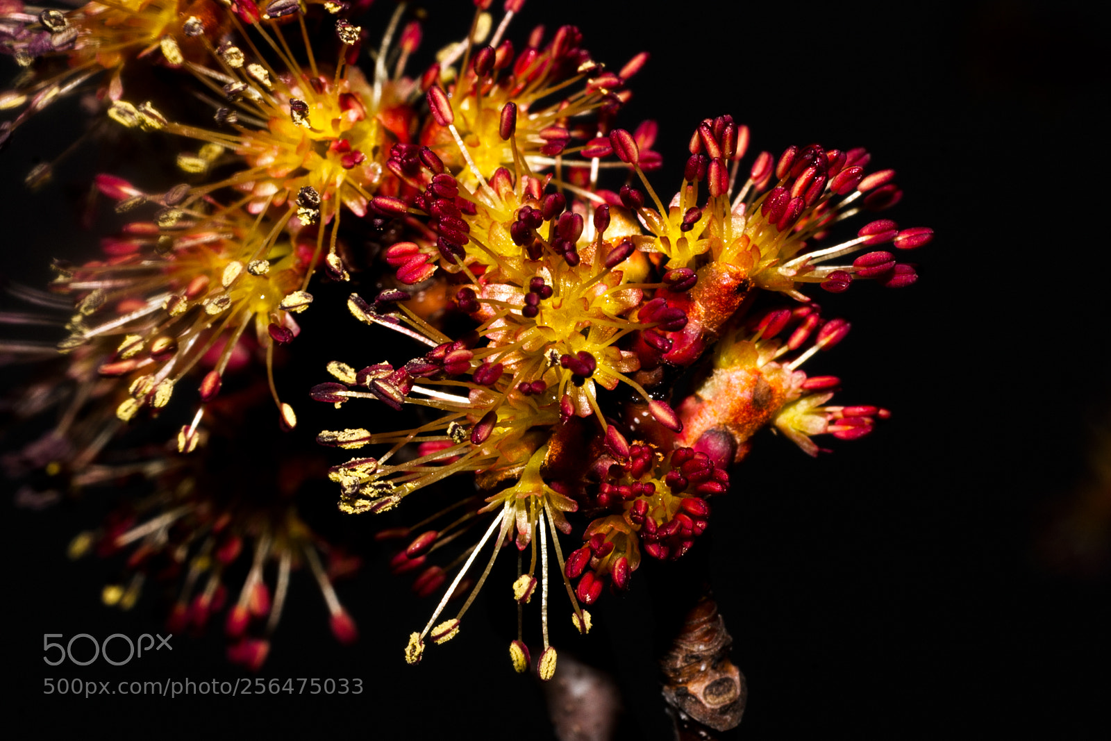 Canon EOS 40D sample photo. Vegetal fireworks photography