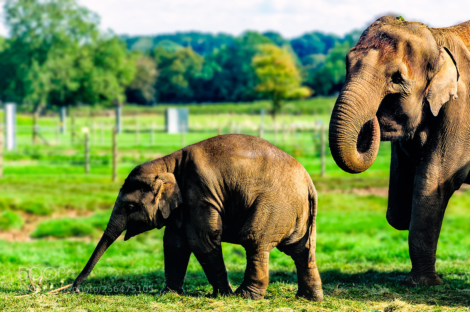 Nikon D90 sample photo. Elephant photography