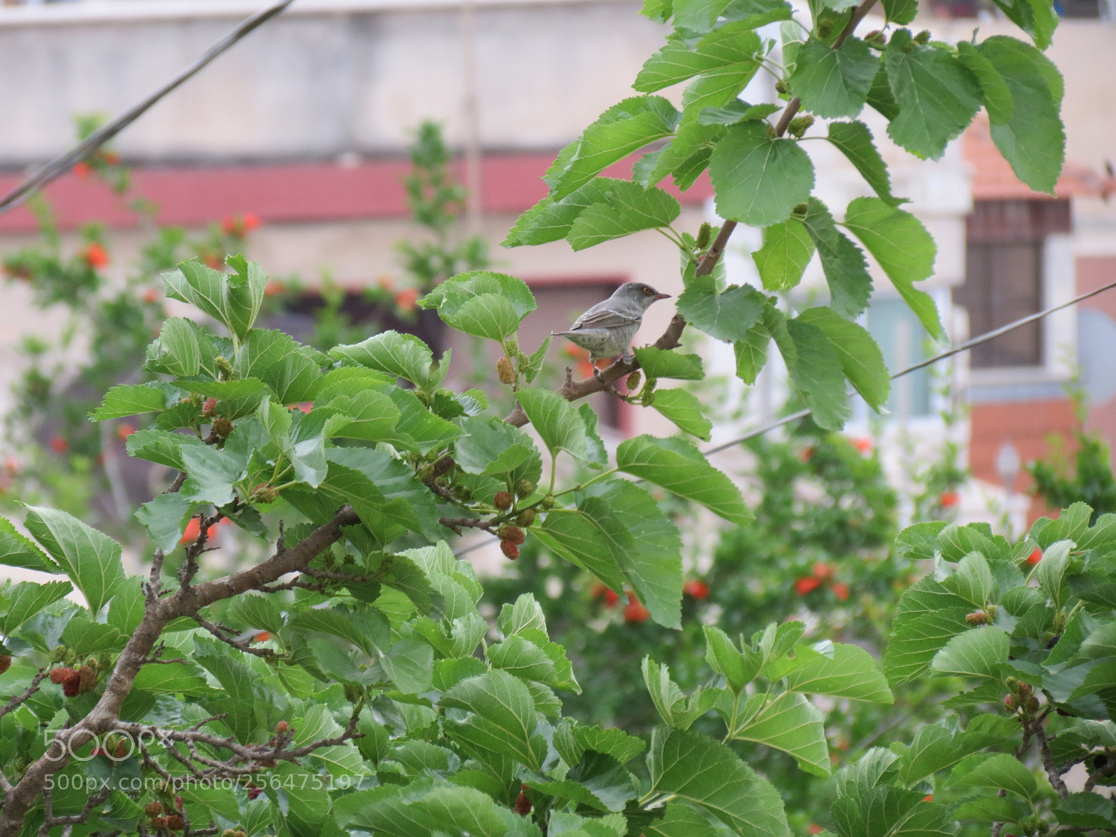 Canon PowerShot SX40 HS sample photo. Here i am photography