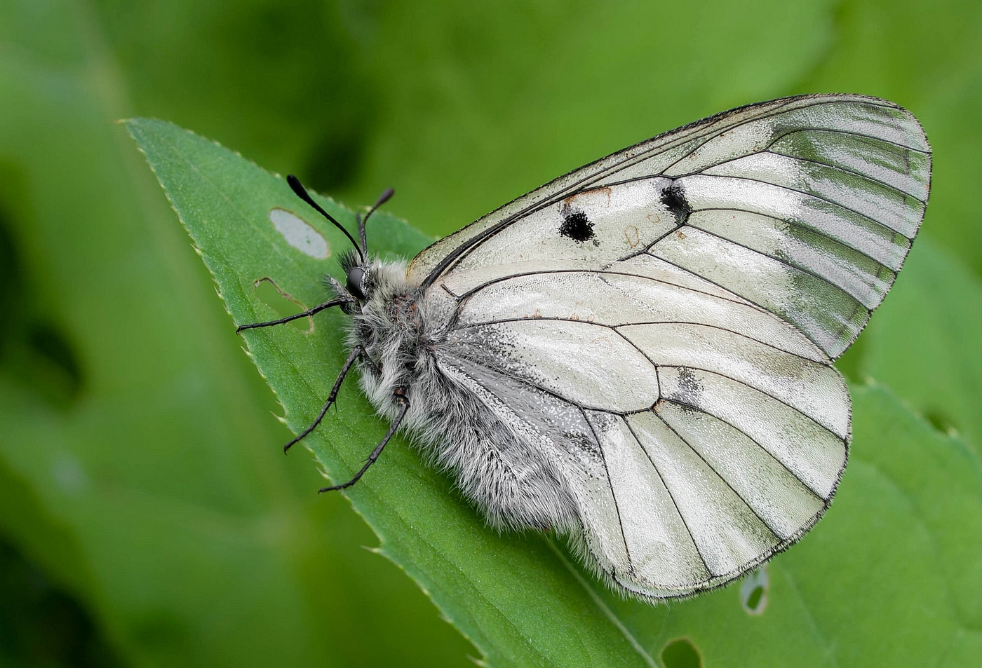 Olympus E-330 (EVOLT E-330) sample photo. Parnassius mnemosyne ( clouded apollo) photography