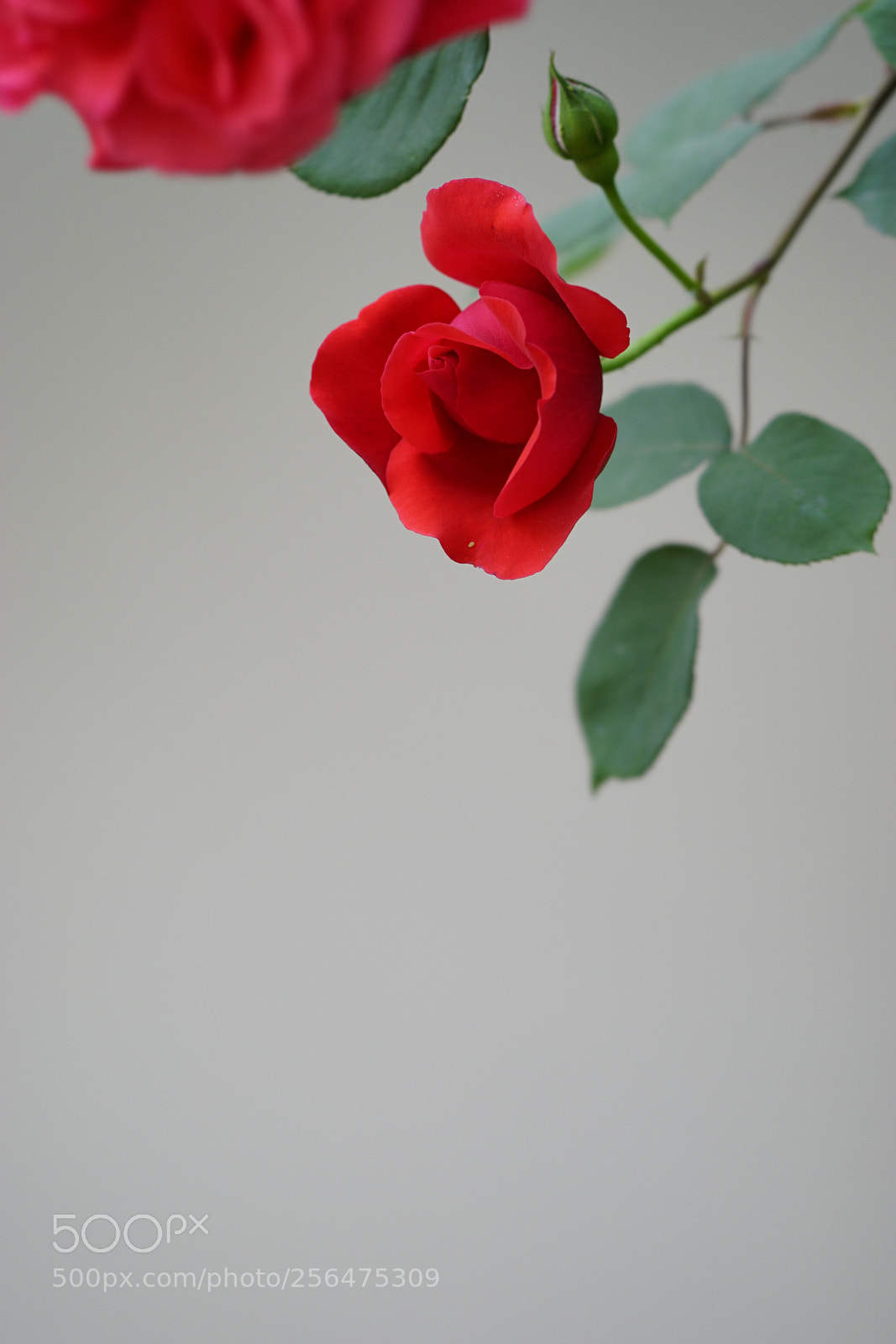 Sony a7 II sample photo. 花外畫 photography
