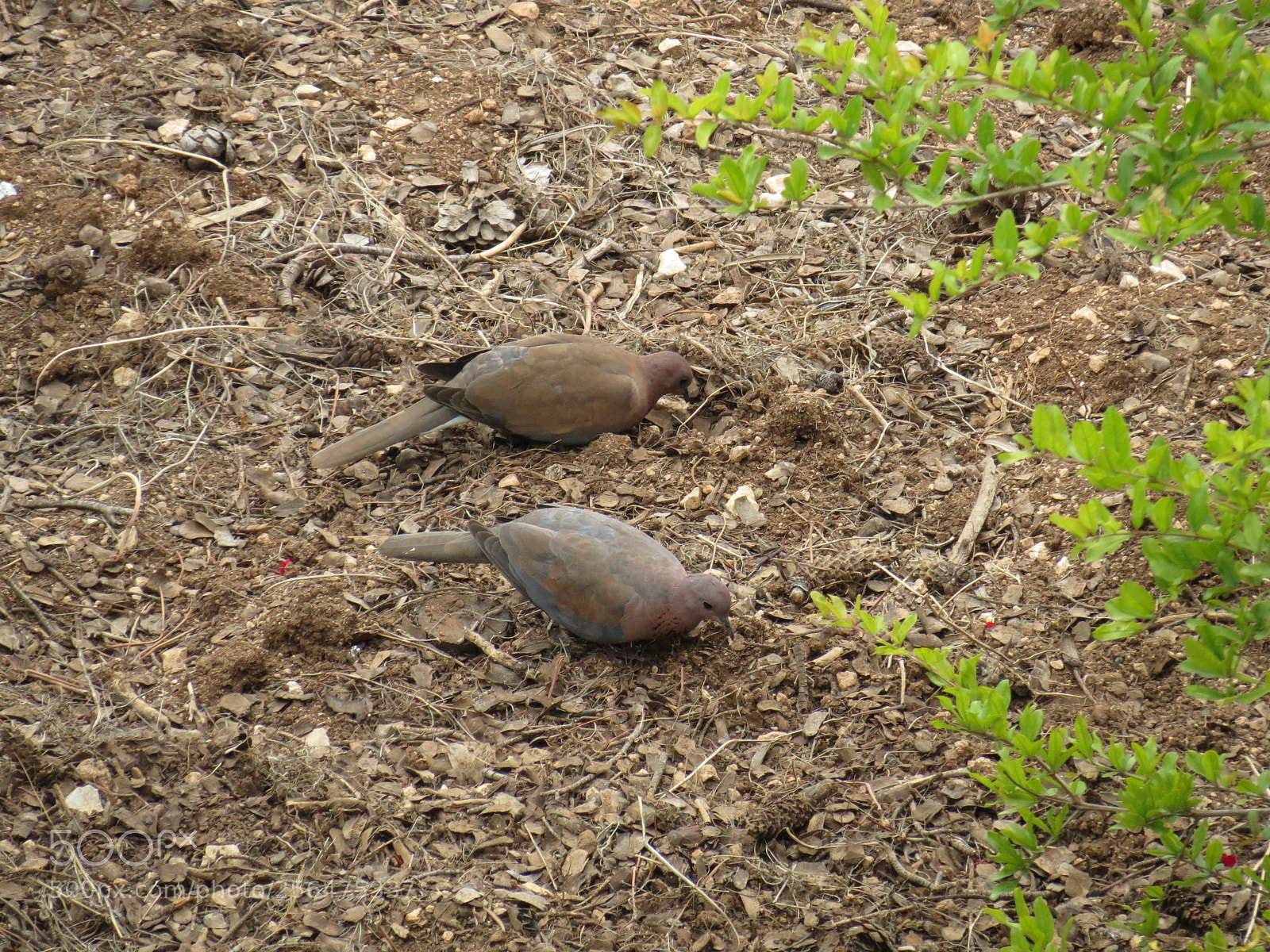 Canon PowerShot SX40 HS sample photo. Two laughing doves photography