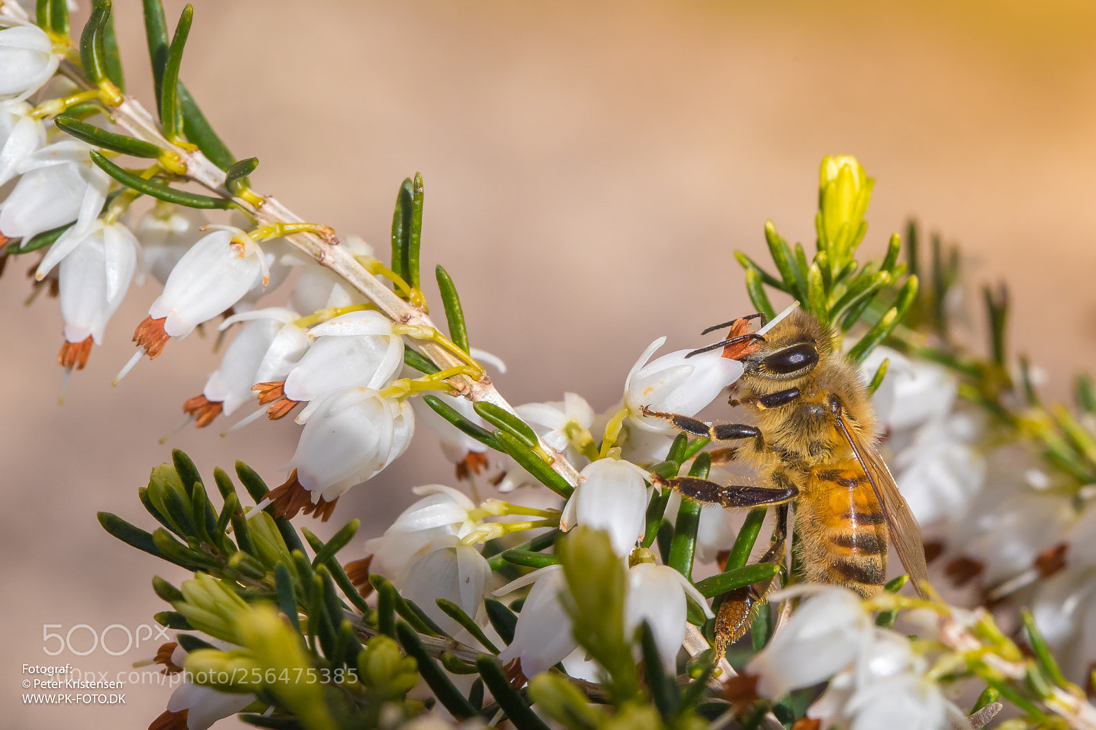 Canon EOS 6D Mark II sample photo. Working bee photography