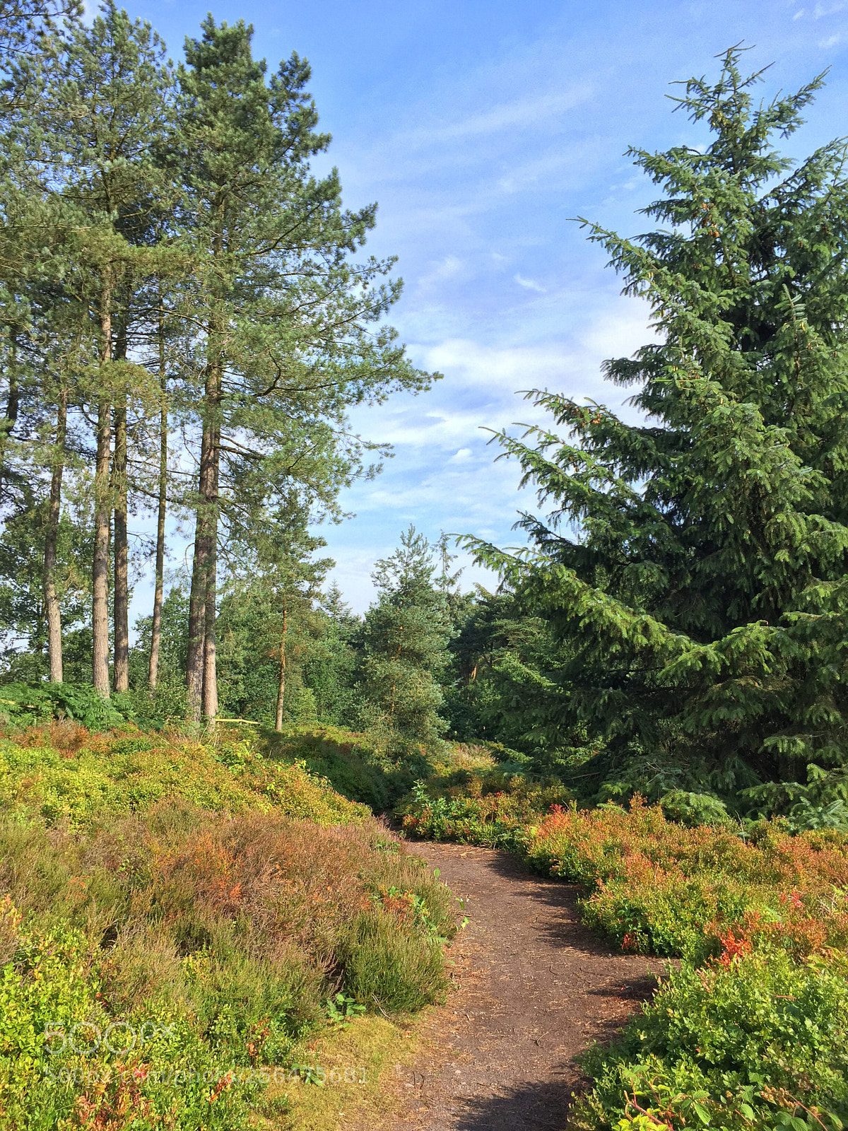 Apple iPhone 6 sample photo. Lickey hills photography