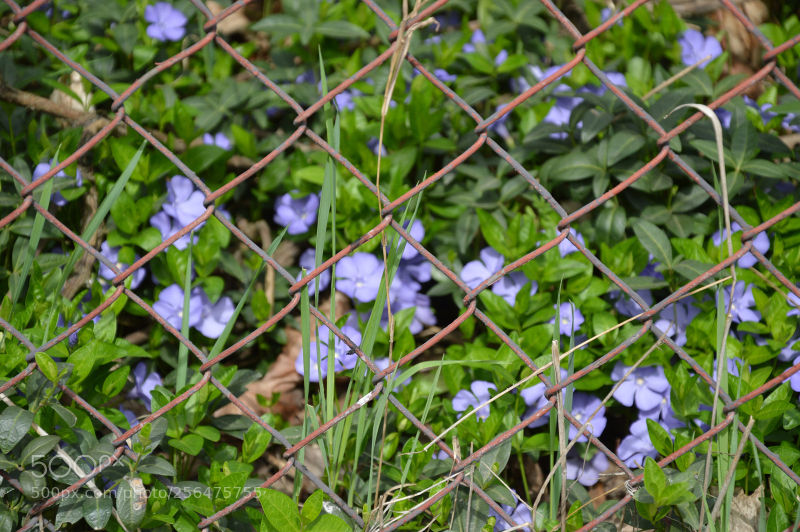 Nikon D3200 sample photo. Behind fence photography