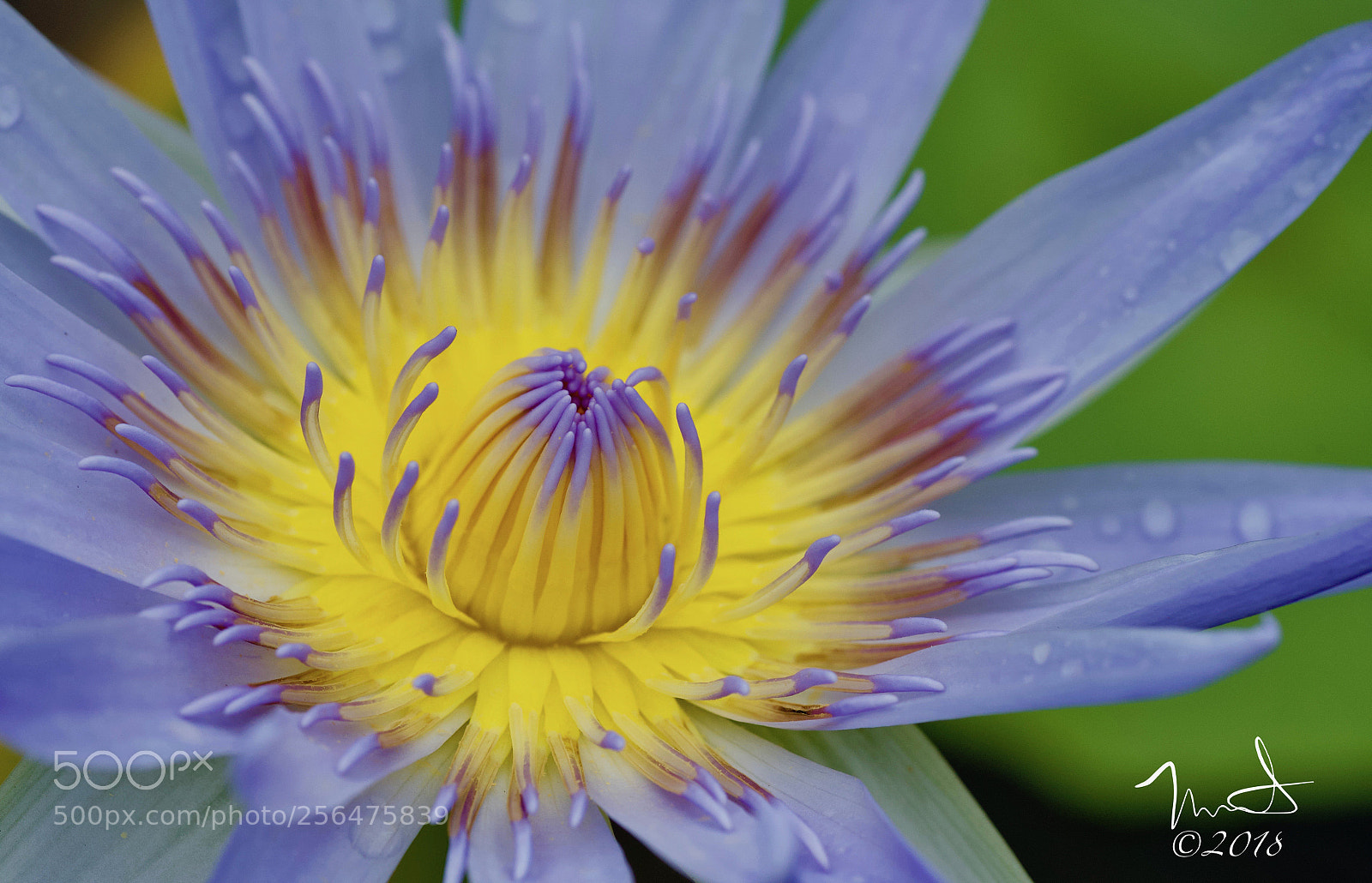 Nikon D750 sample photo. Water lily photography