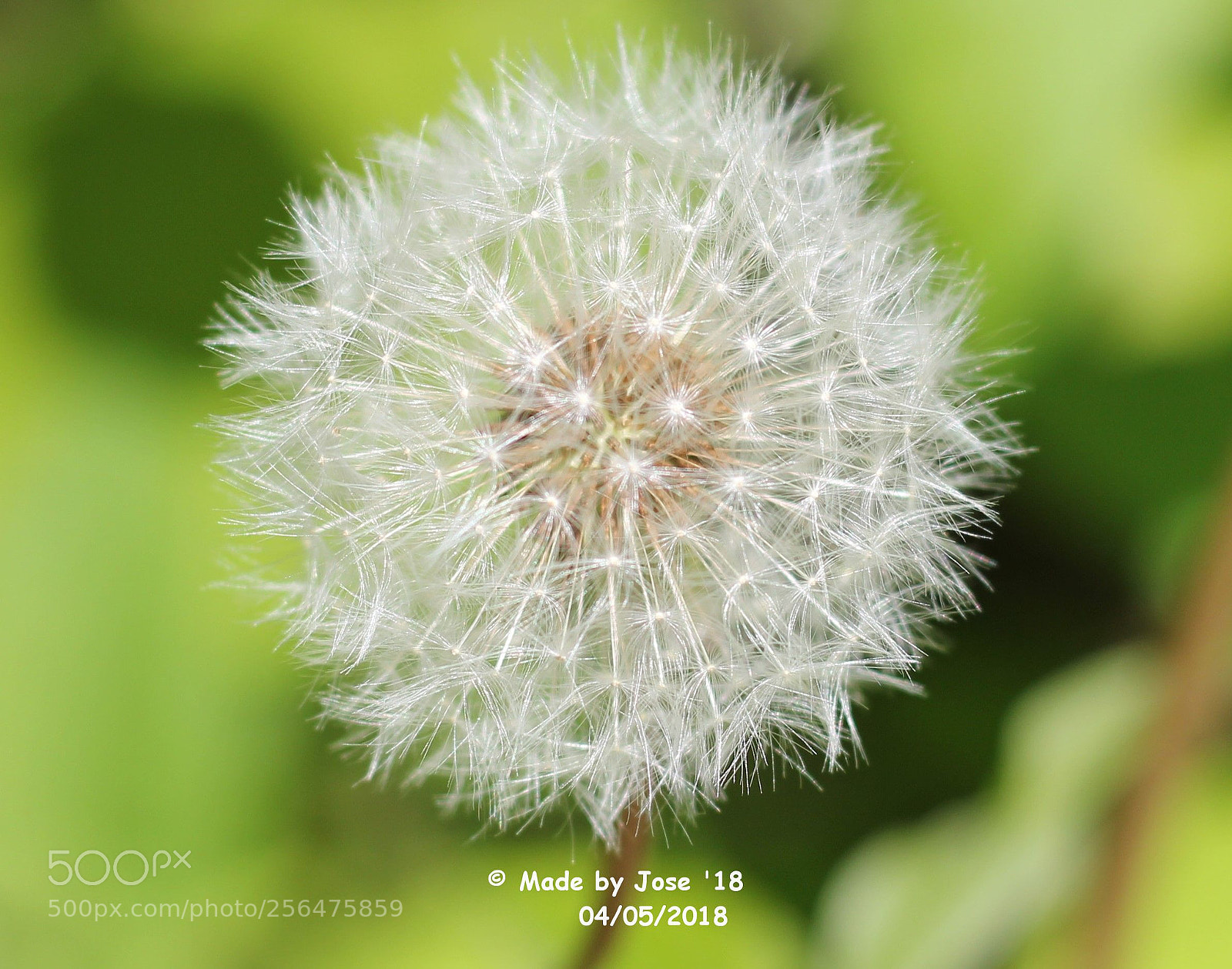 Canon EOS 550D (EOS Rebel T2i / EOS Kiss X4) sample photo. Faded dandelion photography