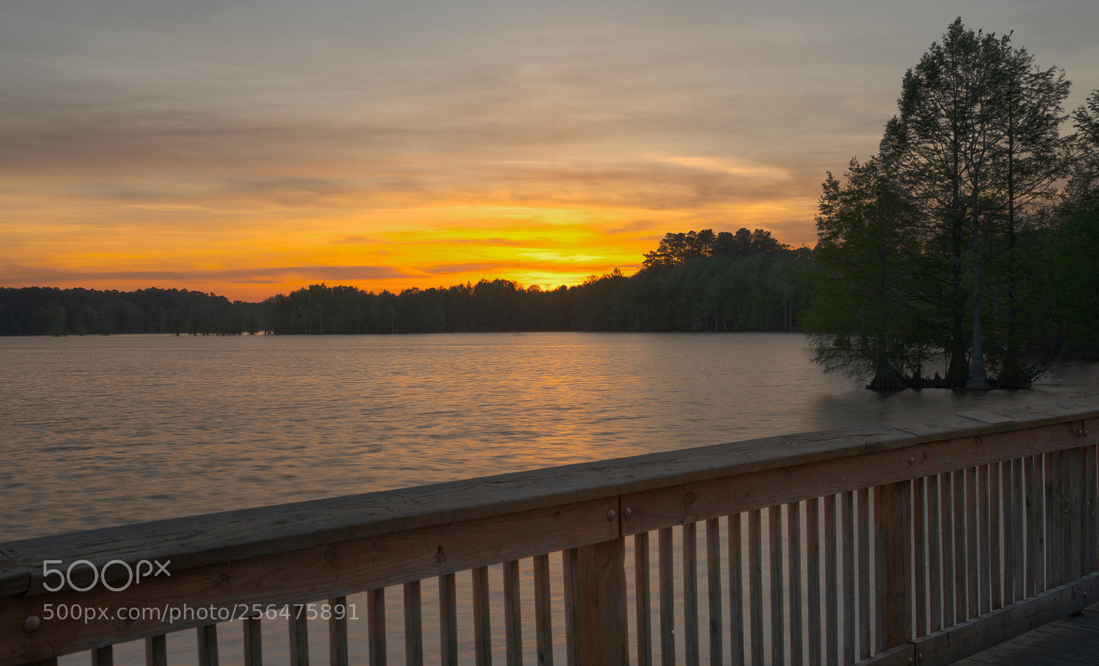 Sony a7R III sample photo. Stumpy lake natural area photography