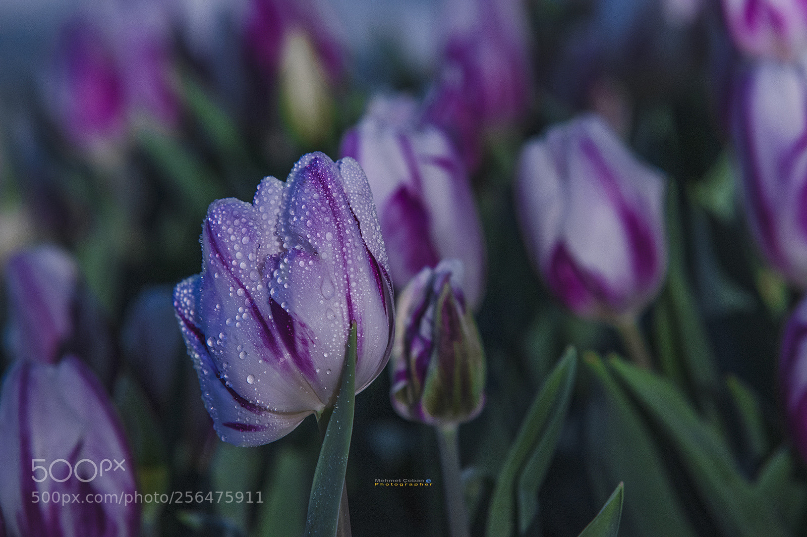 Pentax K-3 II sample photo. Veined tulip photography