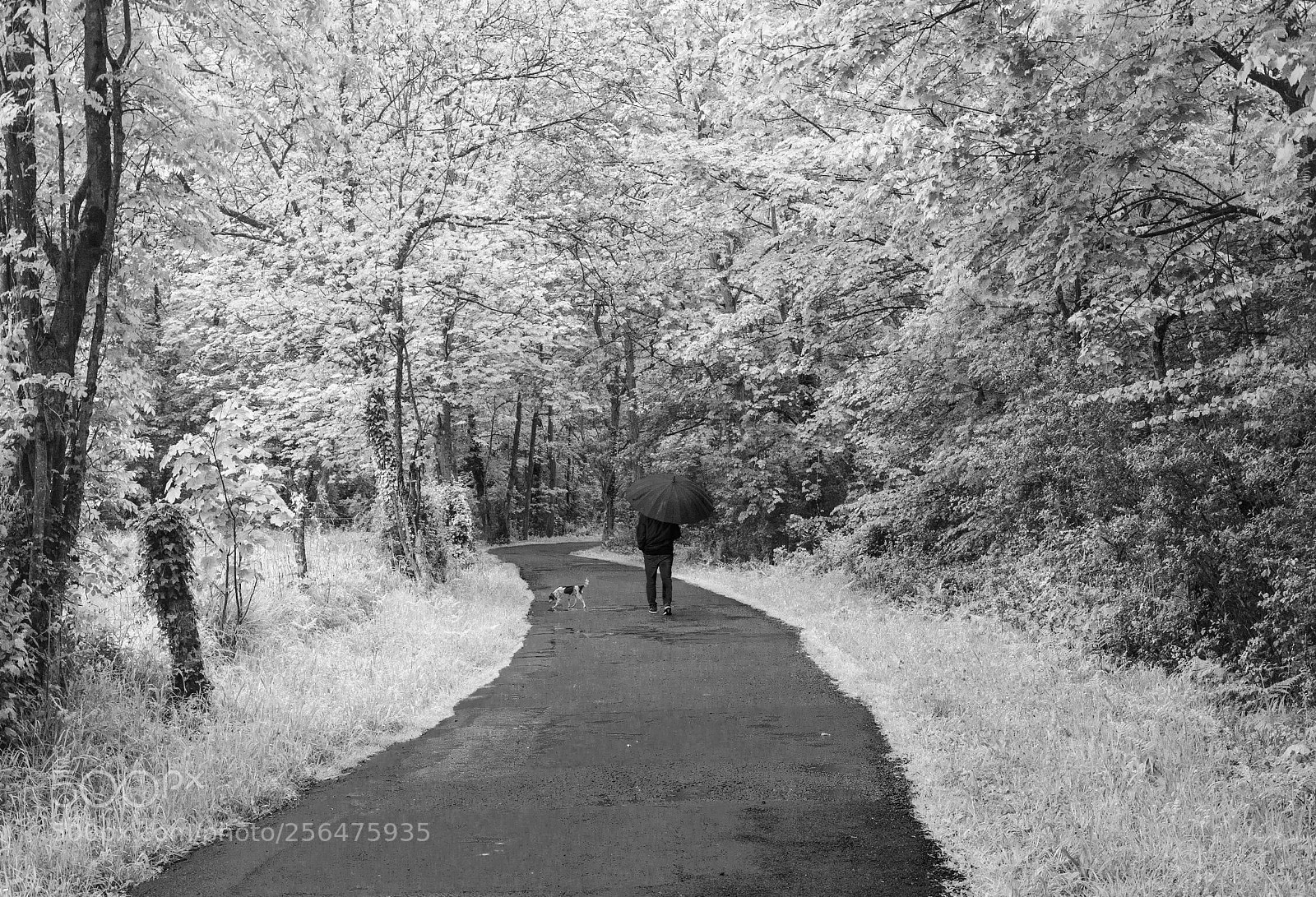 Nikon D7100 sample photo. Walking photography