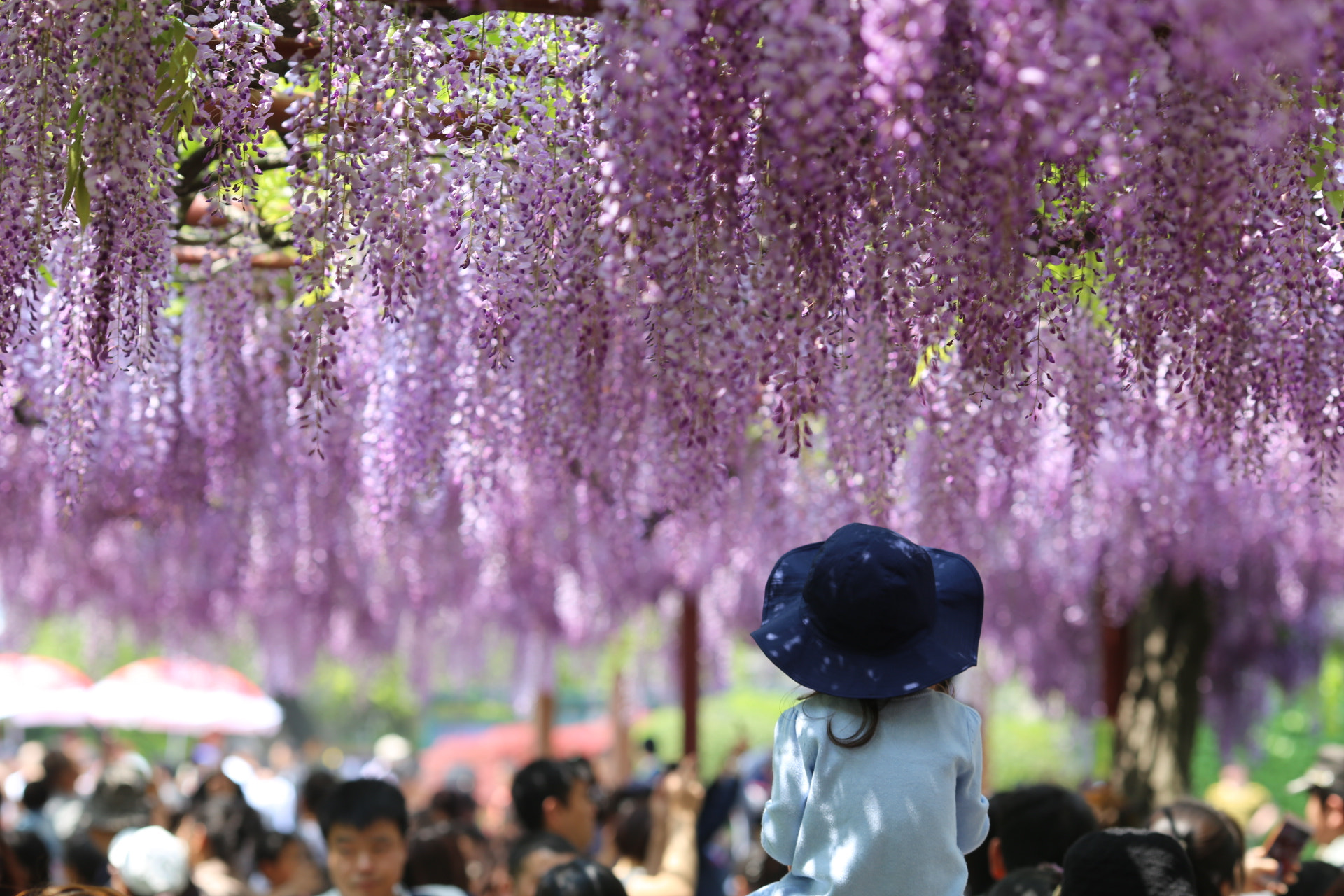 Canon EF 135mm F2L USM sample photo
