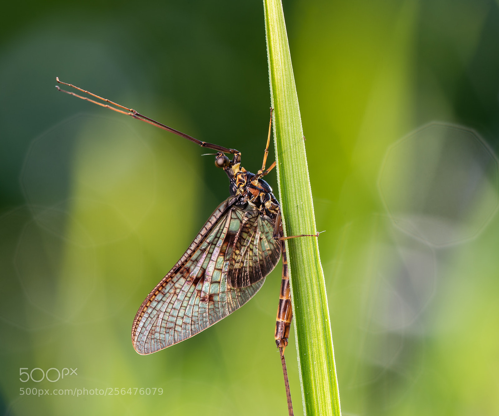 Nikon D750 sample photo. Big mayfly (ephemera danica) photography
