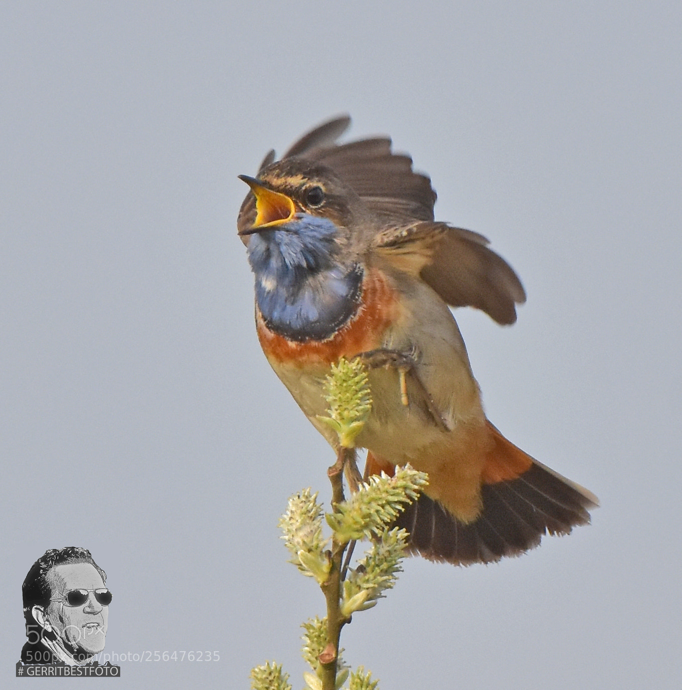 Nikon D7200 sample photo. Dsc bluebreast enjoy the photography