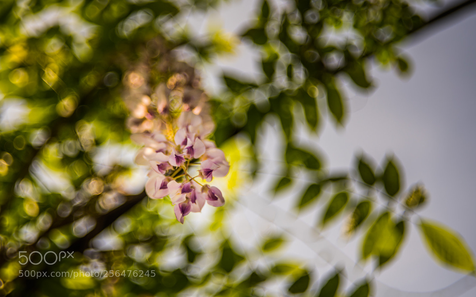 Nikon D750 sample photo. Wisteria photography