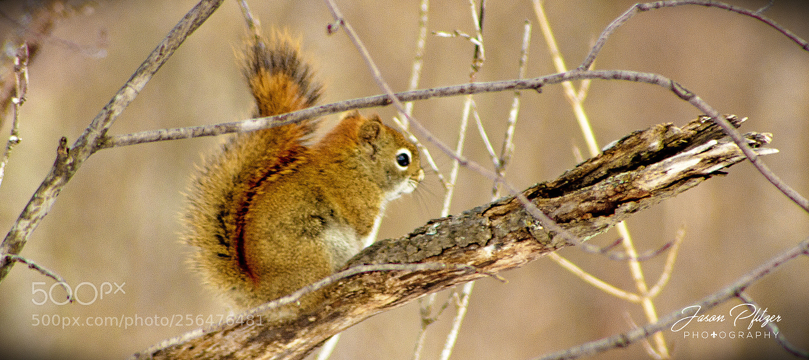 Canon EOS 1300D (EOS Rebel T6 / EOS Kiss X80) sample photo. Squirrel photography